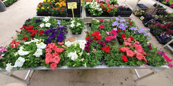 Arrivage de fleurs Chalamont