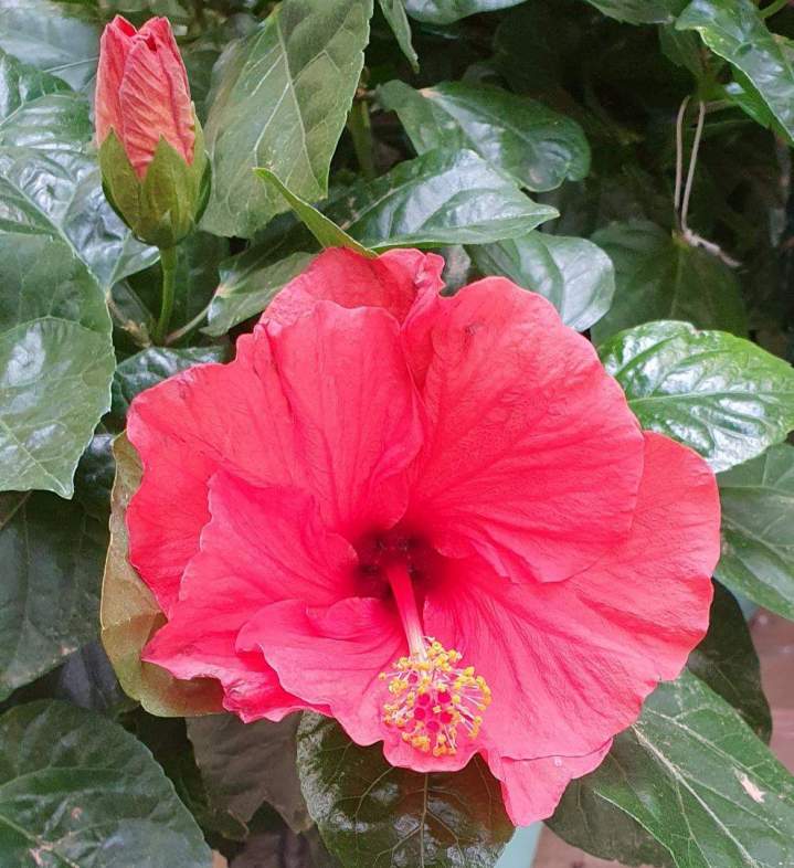 Arrivage de fleurs Chalamont