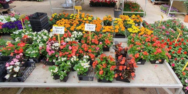 Arrivage de fleurs Chalamont