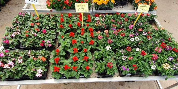 Marché aux fleurs Chalamont
