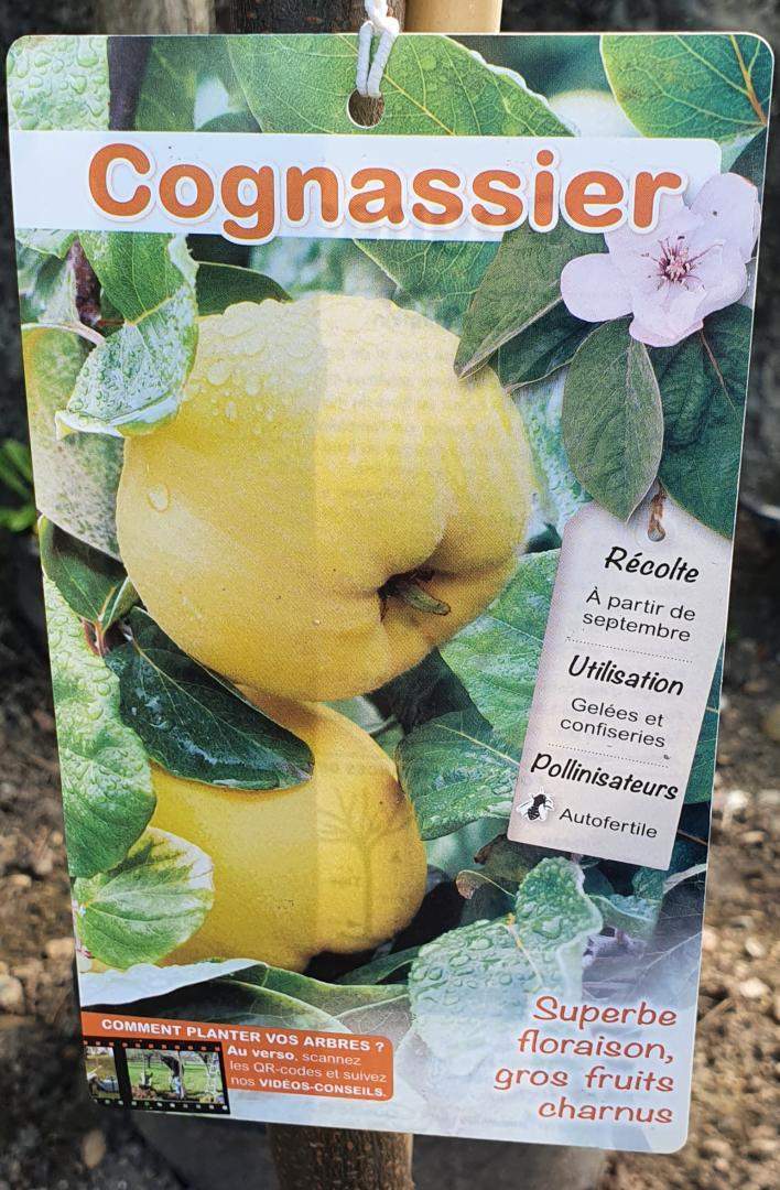 Arbres fruitiers Chalamont