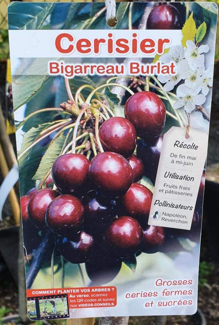  Vente d'arbres fruitiers Chalamont 