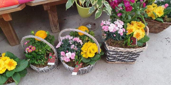 Arrivage de fleurs Chalamont