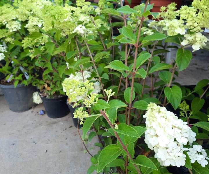 Entretien des espaces verts Chalamont