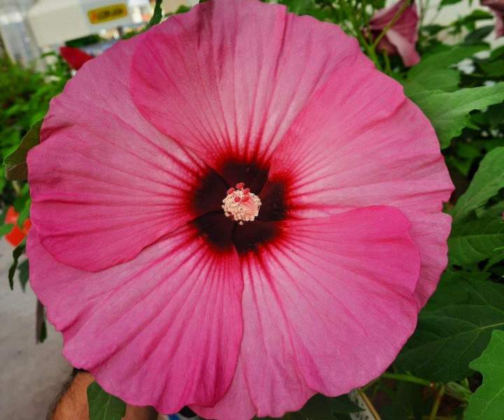 Entretenir vos espaces verts Chalamont