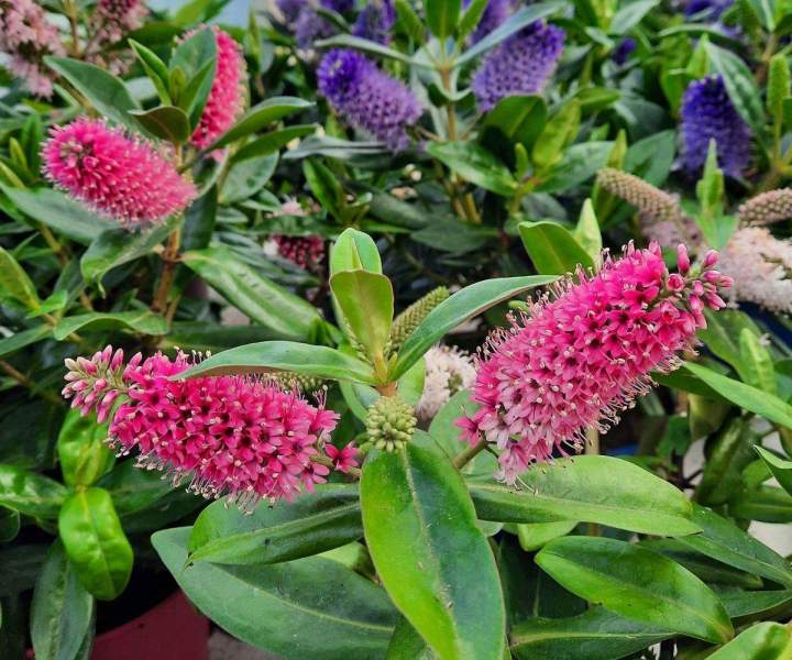 Travaux de création paysagère Chalamont