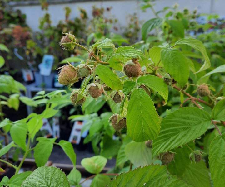 Création paysagère Chalamont