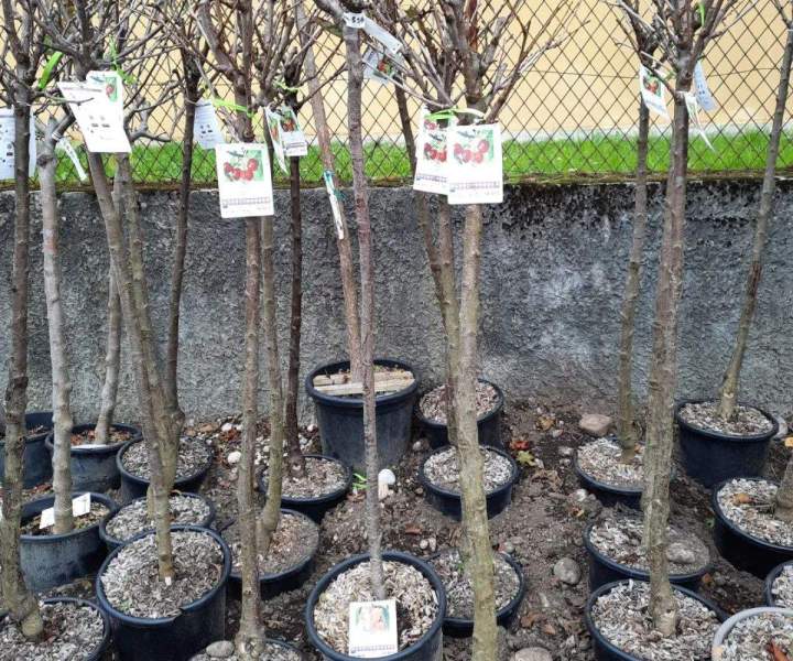 Entretien des espaces verts Chalamont