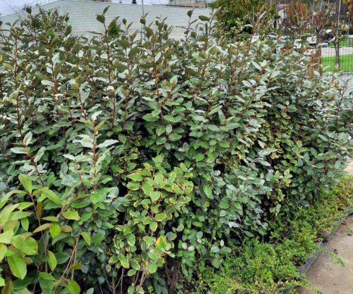 Entretenir vos espaces verts Chalamont