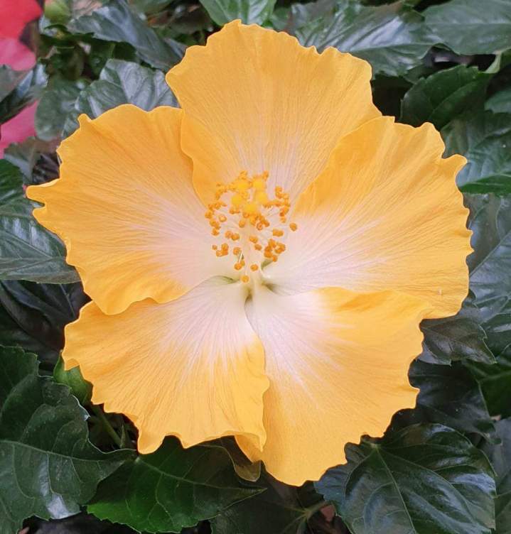 Marché aux fleurs Chalamont