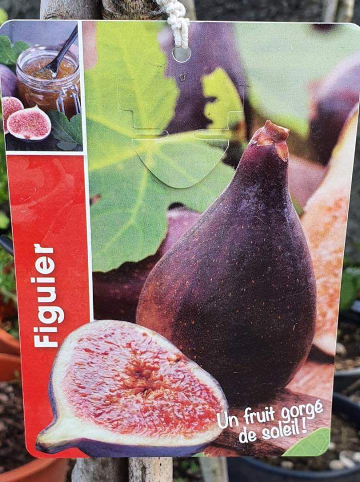 Arbres fruitiers Chalamont