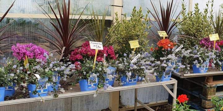 Arrivage de fleurs Chalamont