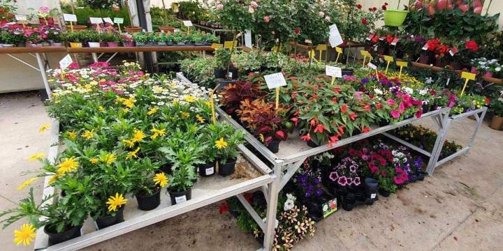 Arrivage de fleurs Chalamont