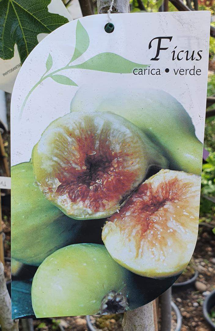  Vente d'arbres fruitiers Chalamont 