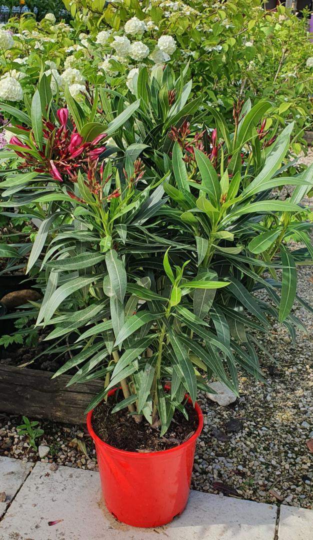 Vente de plantes Méditerranéennes Chalamont