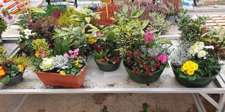 Arrivage de fleurs Chalamont