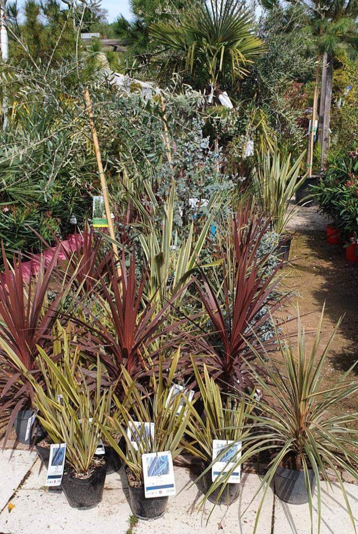 Arrivage de plantes Méditerranéennes Chalamont