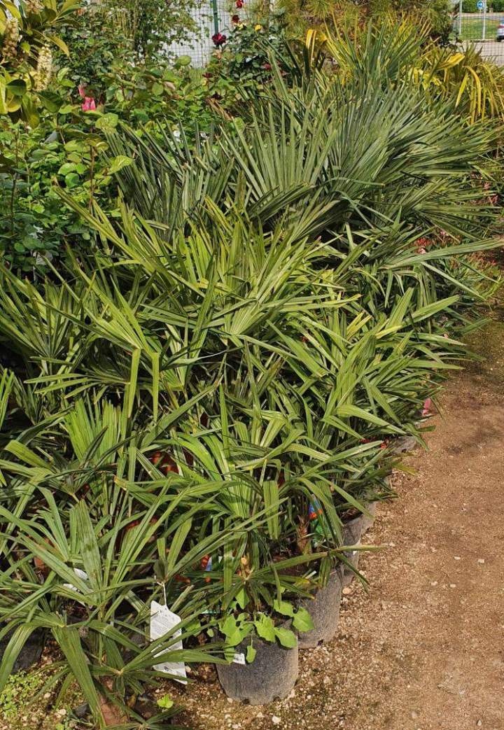 Arrivage de plantes Méditerranéennes Chalamont
