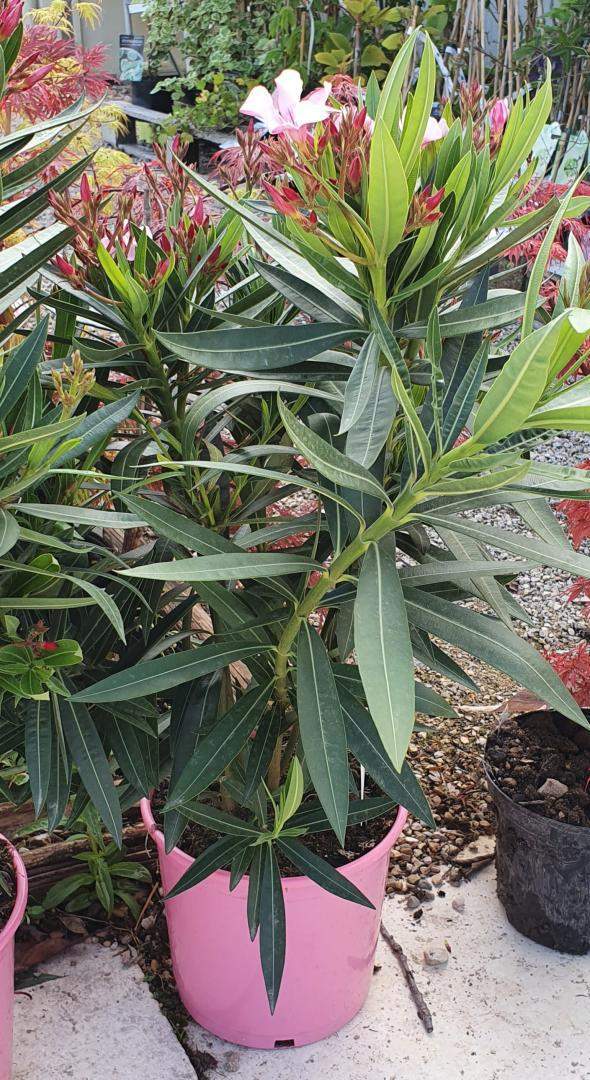 Arrivage de plantes Méditerranéennes Chalamont