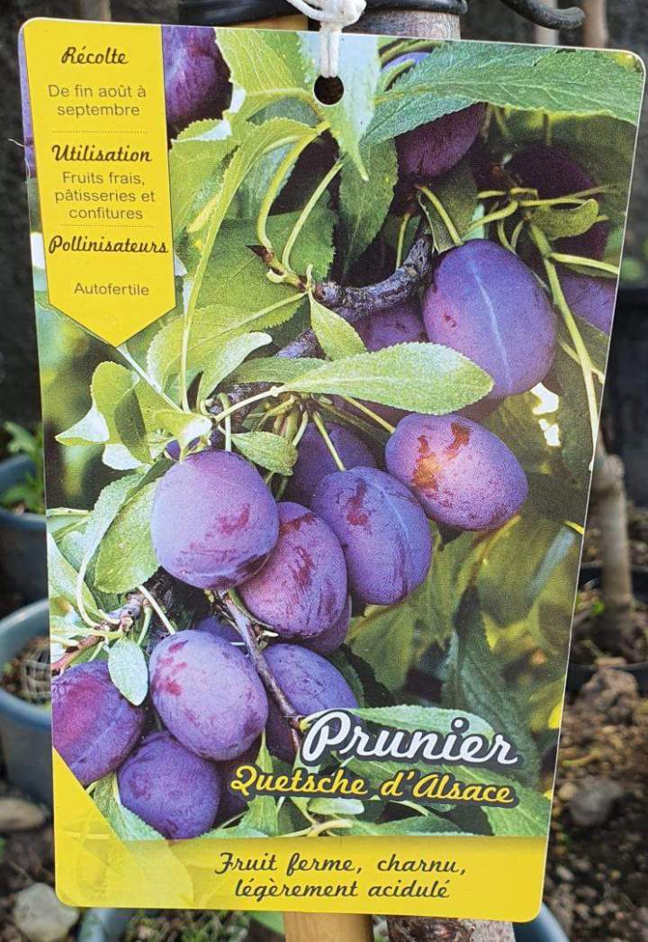  Vente d'arbres fruitiers Chalamont 
