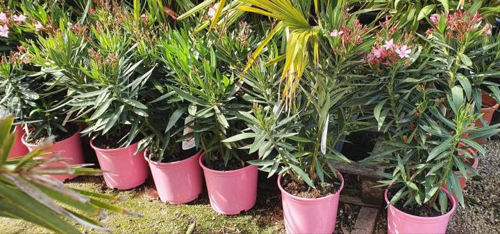 Vente de plantes Méditerranéennes Chalamont