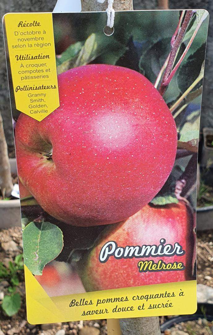 Arbres fruitiers Chalamont