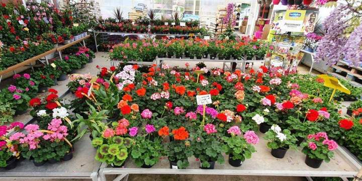 Arrivage de fleurs Chalamont