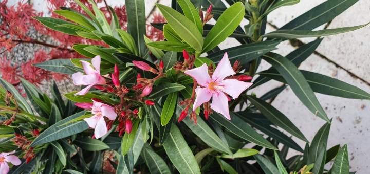 Vente de plantes Méditerranéennes Chalamont