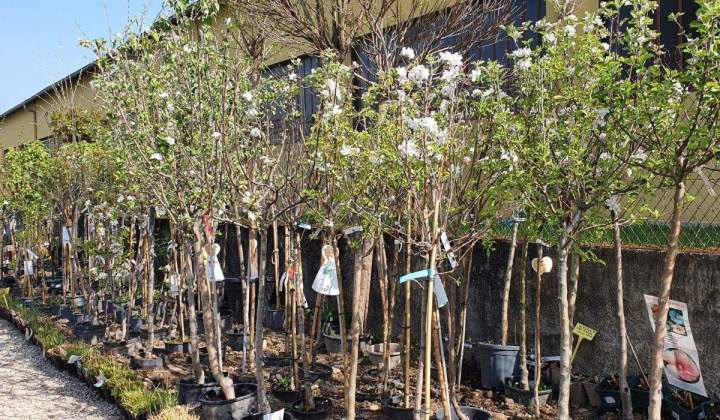  Vente d'arbres fruitiers Chalamont 