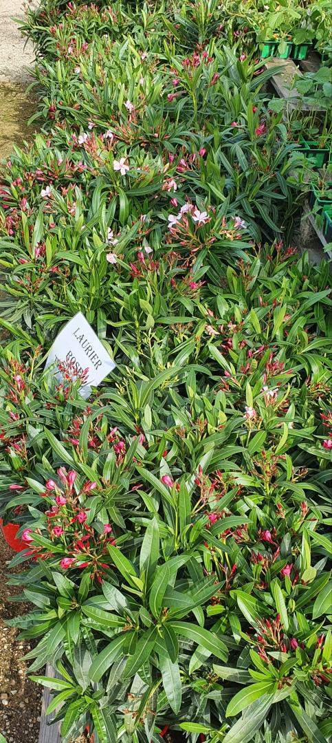 Vente de plantes Méditerranéennes Chalamont