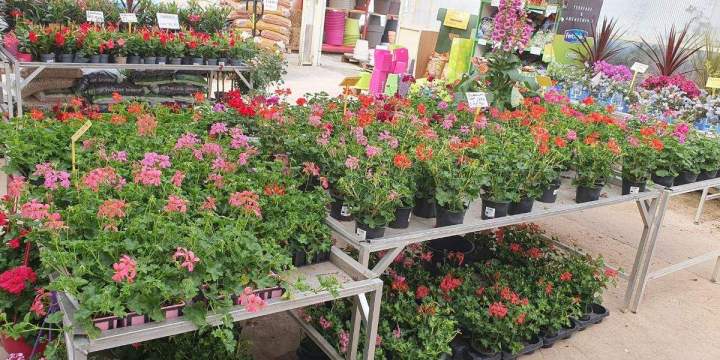 Marché aux fleurs Chalamont
