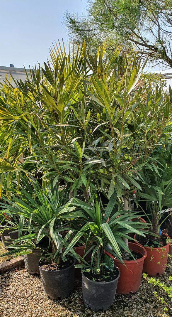 Arrivage de plantes Méditerranéennes Chalamont