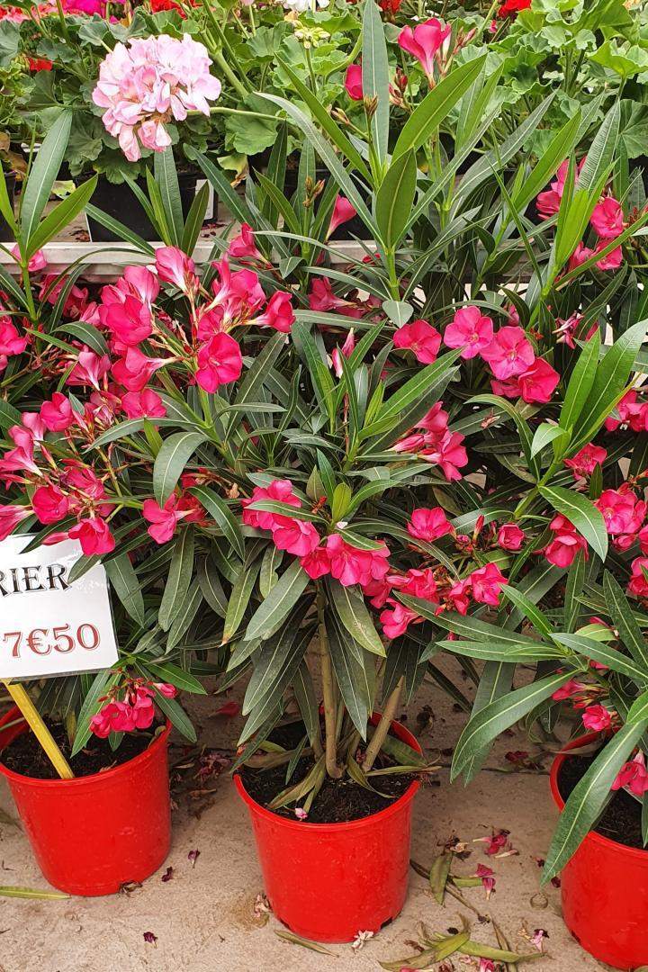 Vente de plantes Méditerranéennes Chalamont
