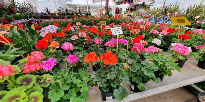 Arrivage de fleurs Chalamont