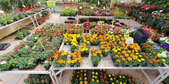 Marché aux fleurs Chalamont
