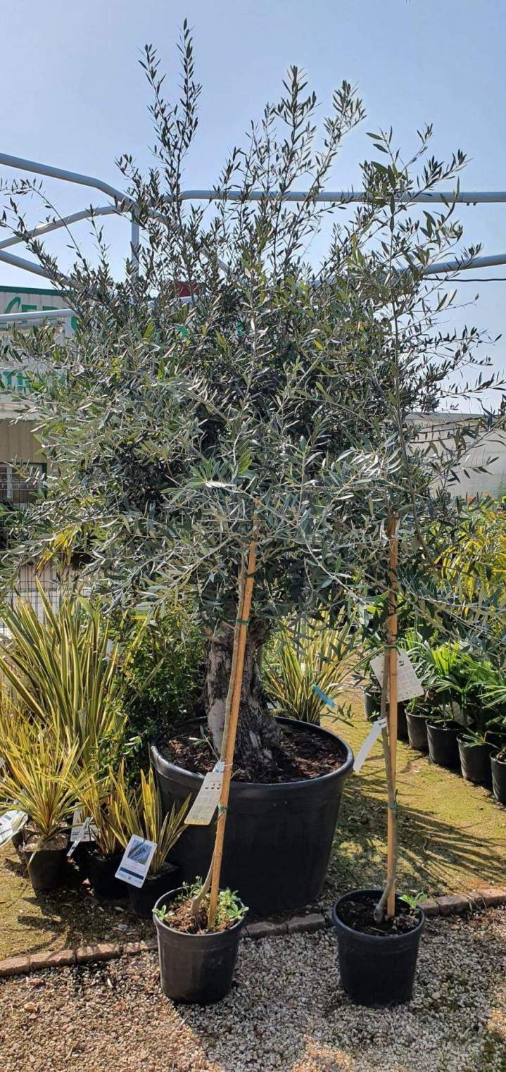 Vente de plantes Méditerranéennes Chalamont