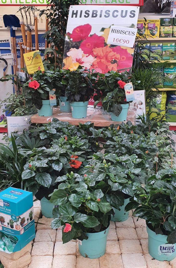 Marché aux fleurs Chalamont