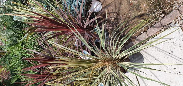 Vente de plantes Méditerranéennes Chalamont