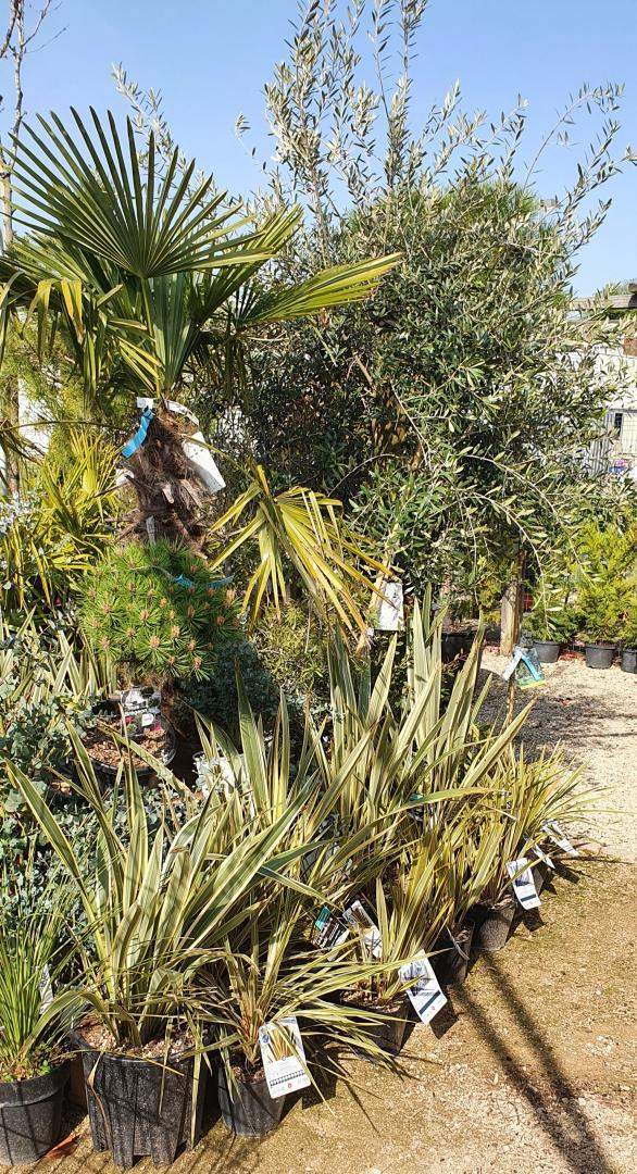 Arrivage de plantes Méditerranéennes Chalamont