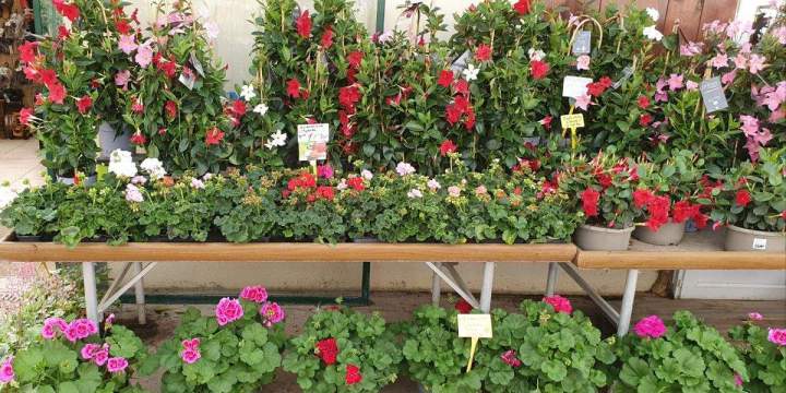 Marché aux fleurs Chalamont