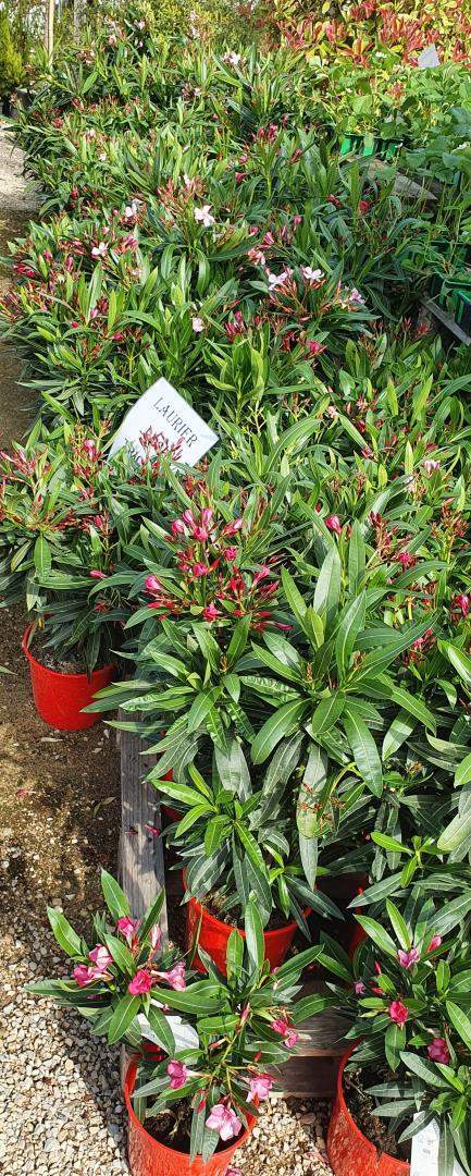 Vente de plantes Méditerranéennes Chalamont