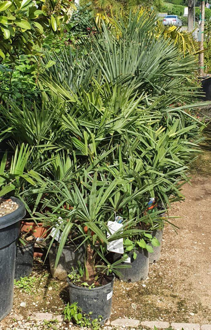 Arrivage de plantes Méditerranéennes Chalamont