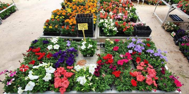 Marché aux fleurs Chalamont