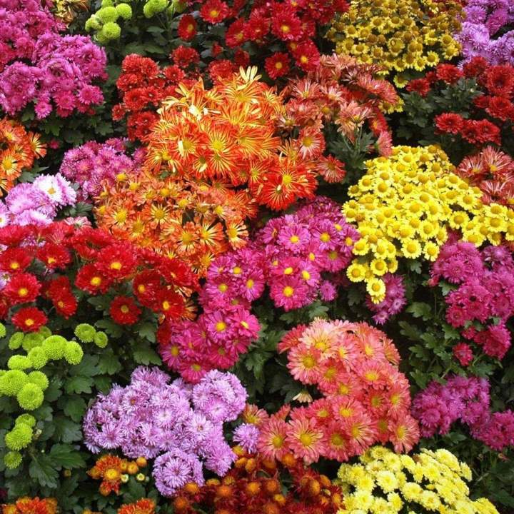 Des plantes saines et robustes